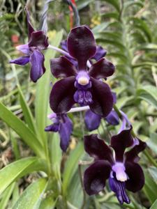 Vanda tessellata