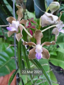 Vanda tessellata