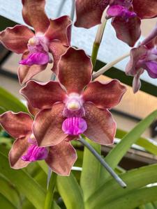 Vanda tessellata