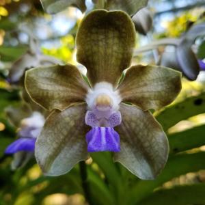 Vanda tessellata