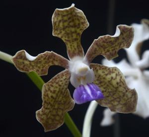 Vanda tessellata