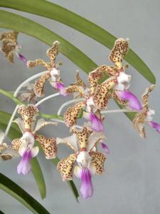 Vanda tricolor