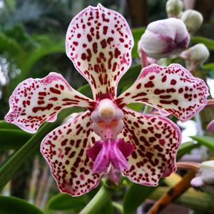 Vanda suavis