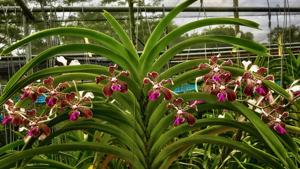 Vanda tricolor