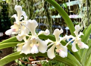 Vanda tricolor