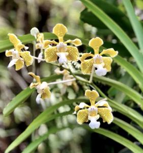 Vanda tricolor