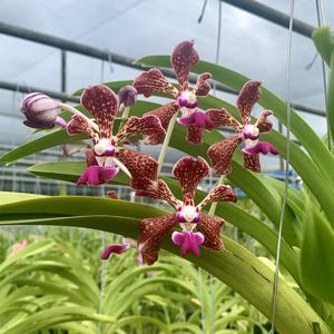 Vanda tricolor