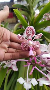 Vanda tricolor