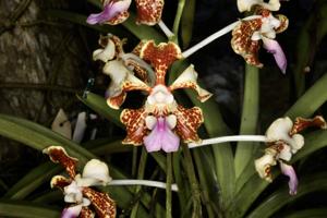 Vanda tricolor