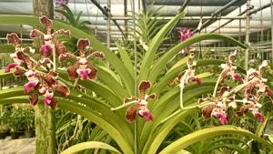 Vanda tricolor