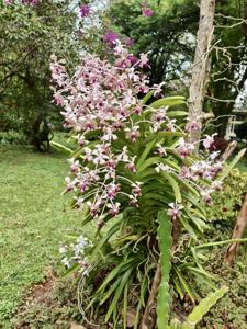 Vanda suavis