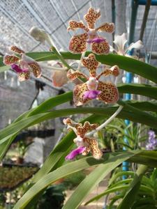 Vanda tricolor