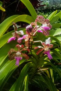 Vanda tricolor