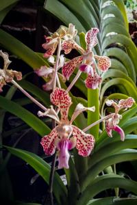 Vanda tricolor