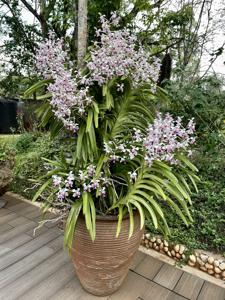 Vanda tricolor