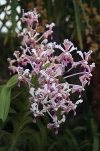 Vanda suavis