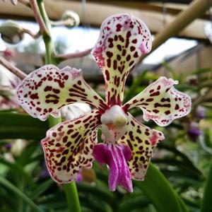 Vanda suavis