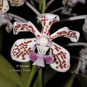 Vanda suavis