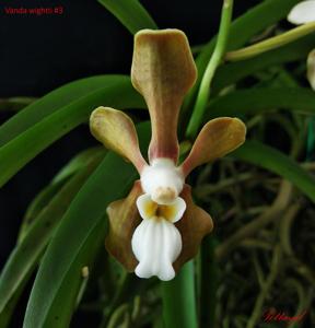 Vanda wightii