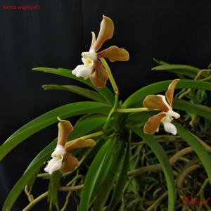 Vanda wightii