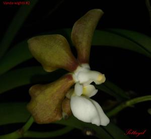 Vanda wightii