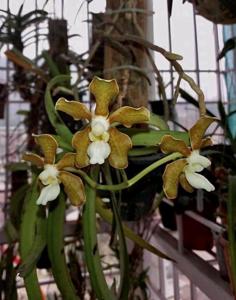 Vanda wightii