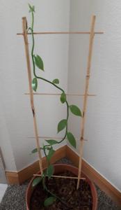 Vanilla planifolia