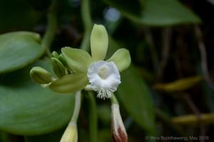 Vanilla siamensis