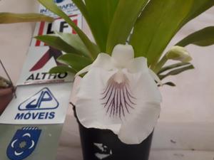 Warczewiczella amazonica