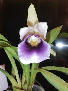 Warczewiczella discolor