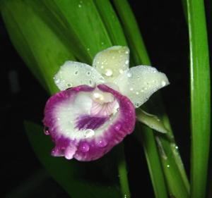 Warczewiczella marginata