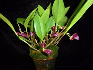 Zootrophion atropurpureum