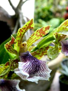 Zygopetalum crinitum