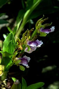 Zygopetalum crinitum