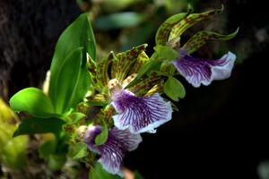 Zygopetalum crinitum