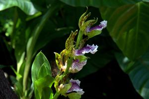 Zygopetalum crinitum