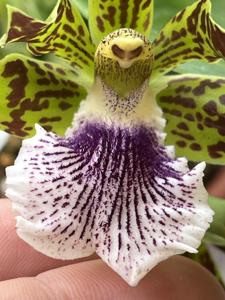 Zygopetalum crinitum