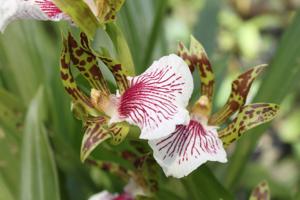 Zygopetalum crinitum