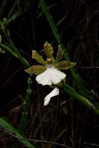 Zygopetalum maculatum