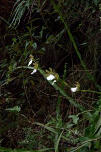 Zygopetalum maculatum