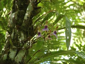 Zygopetalum maxillare