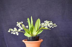 Zygostates grandiflora