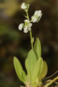 Zygostates grandiflora