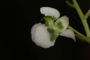 Zygostates grandiflora