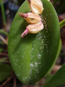 Acianthera prolifera