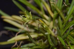 Acianthera sonderiana