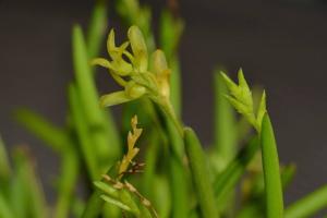 Acianthera sonderiana
