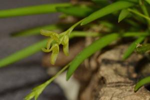 Acianthera sonderiana