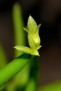 Acianthera sonderiana