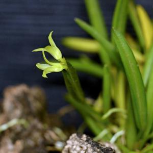 Acianthera sonderiana